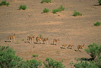Urial (Ovis orientalis arkal) herd with babies, Touran Protected Area, now part of Khar Turan National Park, Semnan Province, Iran