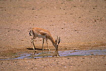Goitered Gazella (Gazella subgutturosa subgutturosa) drinking, Touran Protected Area, now part of Khar Turan National Park, Semnan Province, Iran. Vulnerable species.