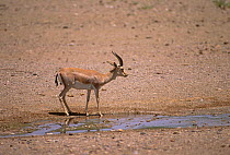 Goitered Gazella (Gazella subgutturosa subgutturosa) Touran Protected Area, now part of Khar Turan National Park, Semnan Province, Iran. Vulnerable species.