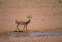 Goitered Gazella (Gazella subgutturosa subgutturosa) Touran Protected Area, now part of Khar Turan National Park, Semnan Province, Iran. Vulnerable species.