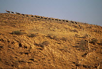Turkmenian Wild Ass / Kulan (Equus hemionus kulan) herd walking in a line, Badkhyz, Turkmenistan. Endangered.