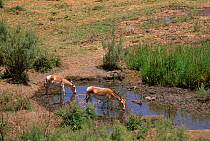 Iranian Wild Ass / Onager (Equus hemionus onager) mother and foal drinking from pool, Touran Protected Area, now part of Khar Turan National Park, Semnan Province, Iran