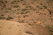 Iranian Wild Ass / Onager (Equus hemionus onager) territorial stallion, Touran Protected Area, now part of Khar Turan National Park, Semnan Province, Iran