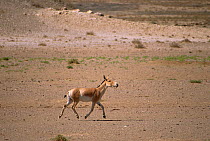 Iranian Wild Ass / Onager (Equus hemionus onager) territorial male, Touran Protected Area, now part of Khar Turan National Park, Semnan Province, Iran
