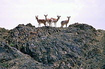 Urial (Ovis orientalis arkal) herd standing on rocks,  Touran Protected Area, now part of Khar Turan National Park, Semnan Province, Iran
