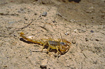 Scorpion (Scorpiones sp.) Touran, Semnan Province, Iran