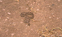 Saw Scaled Viper (Echis carinatus) camouflaged on ground,  Touran Protected Area, now part of Khar Turan National Park, Semnan Province, Iran