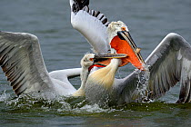 Dalmatian pelicans (Pelecanus crispus) squabbling over fish, Lake Kerkini, Greece, February