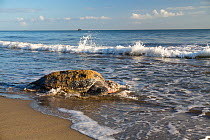 Leatherback Turtle (Dermochelys coriacea) female returning to sea after nesting, Trinidad, West Indies, Caribbean. Critically endangered species.