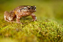 Ground frog 1+Eupsophus septentrionalis+2 on moss, Chile