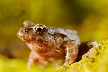 Ground frog 1+Eupsophus septentrionalis+2 portrait, Chile