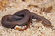 Chilean slender snake (Tachymenis chilensis) Chile, December