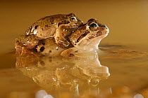 Chile Four-eyed Frog (Pleurodema thaul) in amplexus, Chile, December