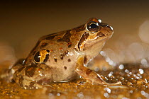 Chile Four-eyed Frog (Pleurodema thaul) Chile, December