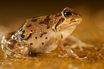 Chile Four-eyed Frog (Pleurodema thaul) Chile, December