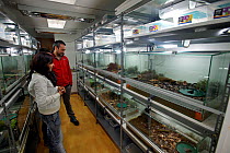 Captive breeding facility of Darwin's Frog (Rhinoderma darwinii) at the University of Concepcion, Chile, December 2012, Vulnerable species,
