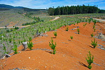 Pine and Eucalyptus plantations, Nahuelbuta mountain range, Chile, December 2012