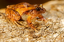 Rosy Ground Frog (Eupsophus roseus) Chile, December