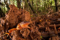 Rosy Ground Frog (Eupsophus roseus) climbing out of mud hole in forest, Chile, December