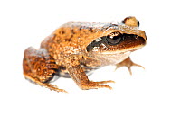 Vanzolini's Spiny-chest Frog (Alsodes vanzolinii) on white background, endemic to the Nahuelbuta mountain range, Chile, December, controlled conditions. Critically Endangered species