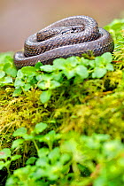 Chilean slender snake (Tachymenis chilensis chilensis) Contulmo Natural Monument, Chile, December