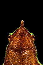 Portrait of a Darwin's Frog (Rhinoderma darwinii) Chile, Vulnerable species