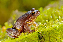 Contulmo Ground Frog 1+Eupsophus contulmoensis+2 endemic to the Nahuelbuta mountain range, Contulmo Natural Monument, Chile, December. Endangered species