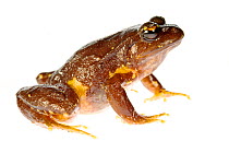 Contulmo Ground Frog (Eupsophus contulmoensis) endemic to the Nahuelbuta mountain range, Contulmo Natural Monument, Chile, December. Controlled conditions, Endangered species