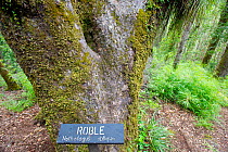 Roble tree (Nothofagus obliqua) Contulmo Natural Monument, Chile,
