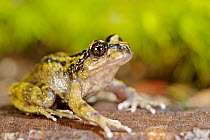 Cabreria Spiny-chest Frog 1+Alsodes barrioi+2 Nahuelbuta National Park, Chile, December. Vulnerable species