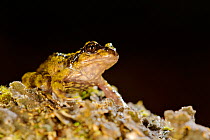 Cabreria Spiny-chest Frog (Alsodes barrioi) Nahuelbuta National Park, Chile, December. Vulnerable species