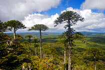 View over National Park Nahuelbuta with Araucaria trees, Chile, December 2012