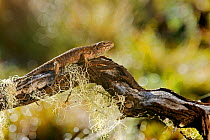 Chilean Tree Iguana (Liolaemus chiliensis) basking on a branch with lichens, Nahuelbuta National Park, Chile, December