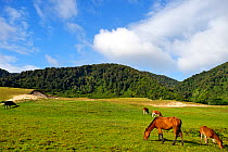 Horses and cows grazing in front of Isla Mocha National Reserve, Mocha Island, Chile, December 2012