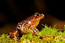 Mocha Island Ground Frog (Eupsophus insularis) Mocha Island, Chile, December. Critically Endangered species