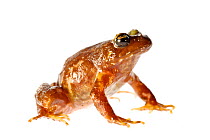 Mocha Island Ground Frog (Eupsophus insularis) Mocha Island, Chile, December. Controlled conditions. Critically Endangered species