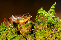 Banded Wood Frog (Batrachyla taeniata) Mocha Island, Chile, December