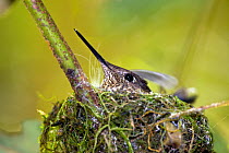 Green-backed Firecrown (Sephanoides sephanoides) nesting next to a hiking trail in Mocha Island National Reserve, Mocha Island, Chile, December