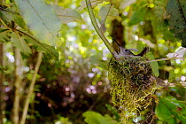 Green-backed Firecrown (Sephanoides sephanoides) nesting next to a hiking trail in Mocha Island National Reserve, Mocha Island, Chile, December