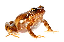 Miguel's Ground Frog (Eupsophus migueli) Mehuin, Chile, December, white background, controlled conditions, Endangered Species