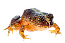 Valdivia Ground Frog (Eupsophus vertebralis) Mehuin, Chile, December. Controlled conditions