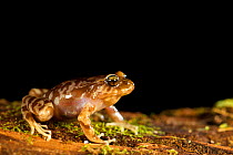 Oncol's Ground Frog (Eupsophus altor) Newly described to science in 2012, Oncol Park,Chile,