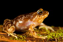 Oncol's Ground Frog (Eupsophus altor) Newly described to science in 2012, Oncol Park, Chile, January