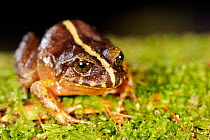 Valdivia Ground Frog 1+Eupsophus vertebralis+2 Oncol Park, Chile, January