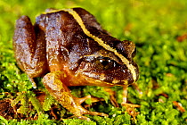 Valdivia Ground Frog (Eupsophus vertebralis) Oncol Park, Chile, January