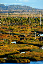 Chepu sunken forest, a large wetland along the river Chepu, created by the 1960 earthquake, Chiloe Island, Chile, January 2013