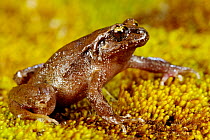 Chiloe Island Ground Frog 1+Eupsophus calcaratus+2 Chiloe Island, Chile, January