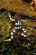 Underside of a Darwin's Frog (Rhinoderma darwinii) Chile, January, Controlled conditions, Vulnerable species