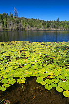 Mirror lake / Laguna el Espejo in National Park Puyehue, Chile, January 2013