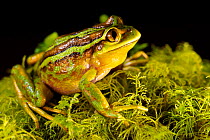 Emerald Forest Frog (Hylorina sylvatica) on moss, Chile, January